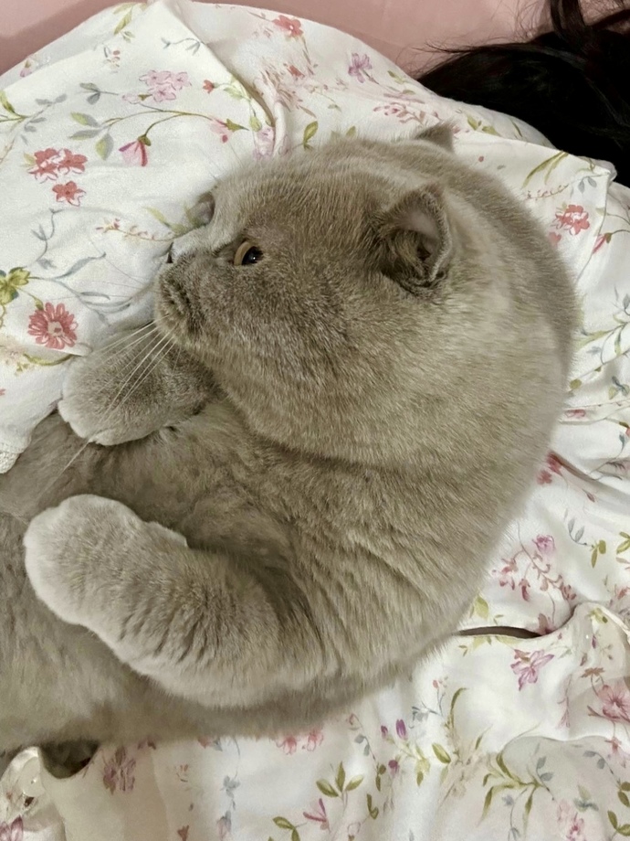 My cat… (She’s giving the side eye👀)