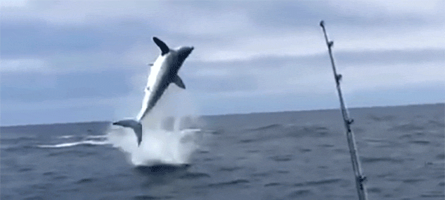 Guys, would you date a woman with little to no curves?