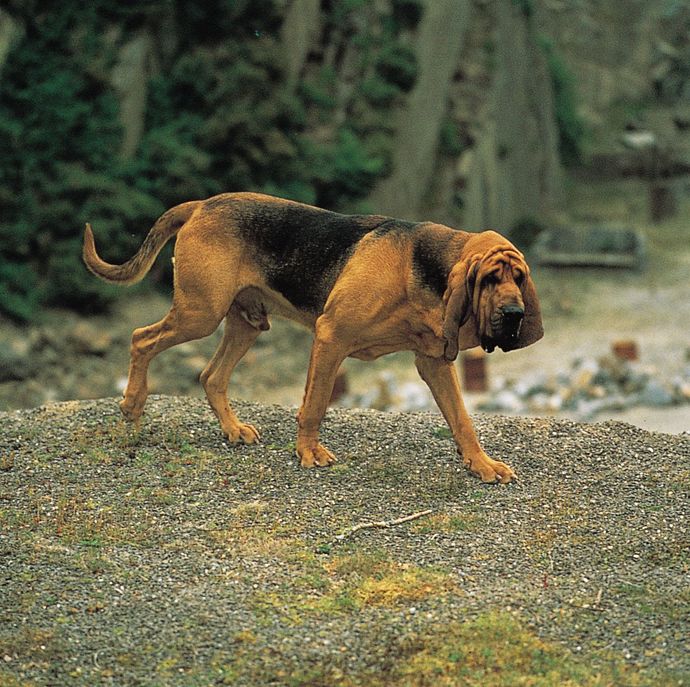 Your favorite dog breed of these part 4?