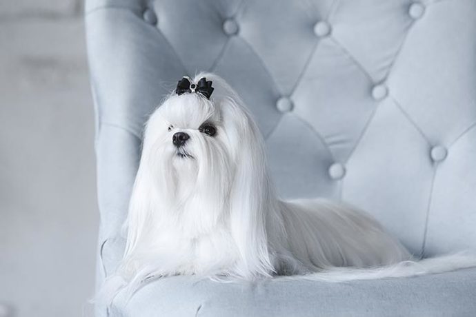Your favorite dog breed of these part 4?