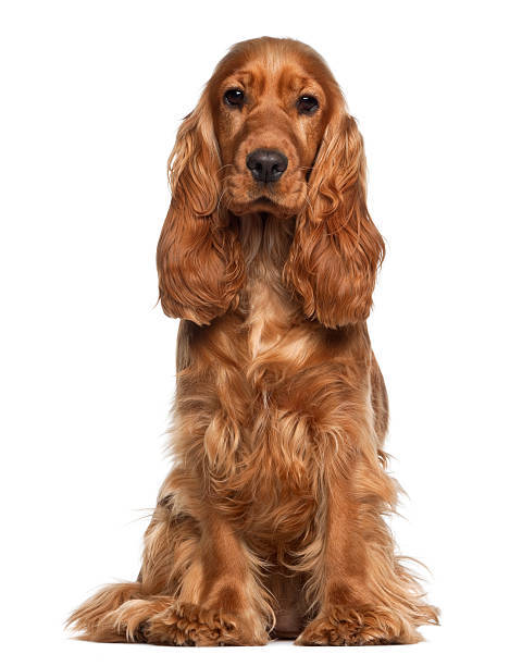 Your favorite dog breed of these part 4?