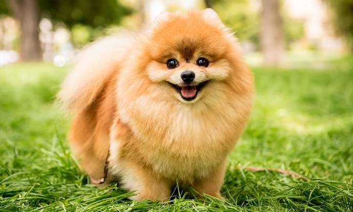 Your favorite dog breed of these part 4?