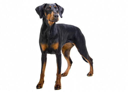 Your favorite dog breed of these part 4?