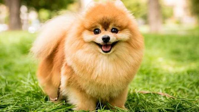 Your favorite dog breed of these part 4?