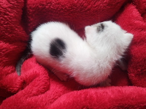 Do you like my kitten?