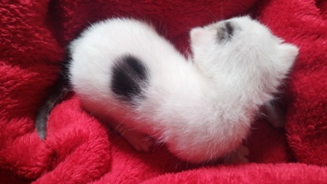 Do you like my kitten?