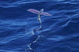 What was the most unusual animal you had seen?