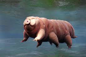 What was the most unusual animal you had seen?