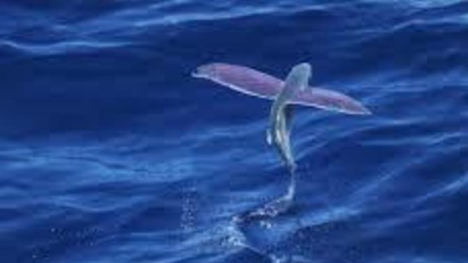 What was the most unusual animal you had seen?