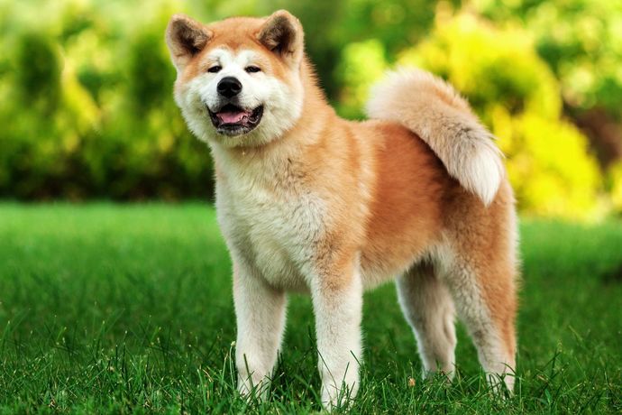 Most popular dog breed part 5?
