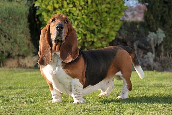 Most popular dog breed part 5?