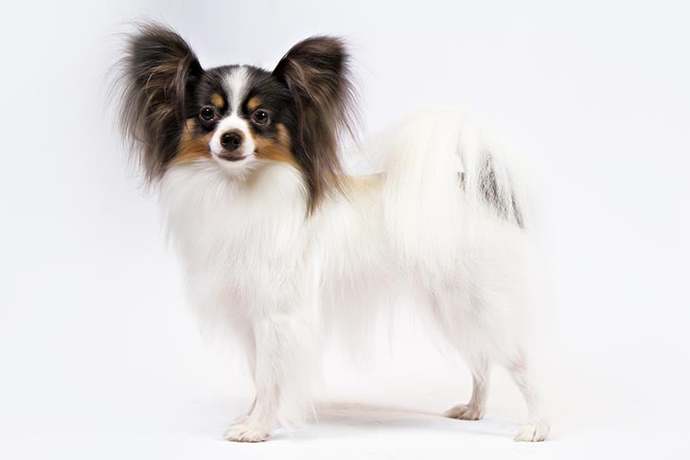 Most popular dog breed part 5?
