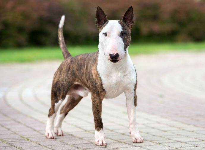Most popular dog breed part 5?