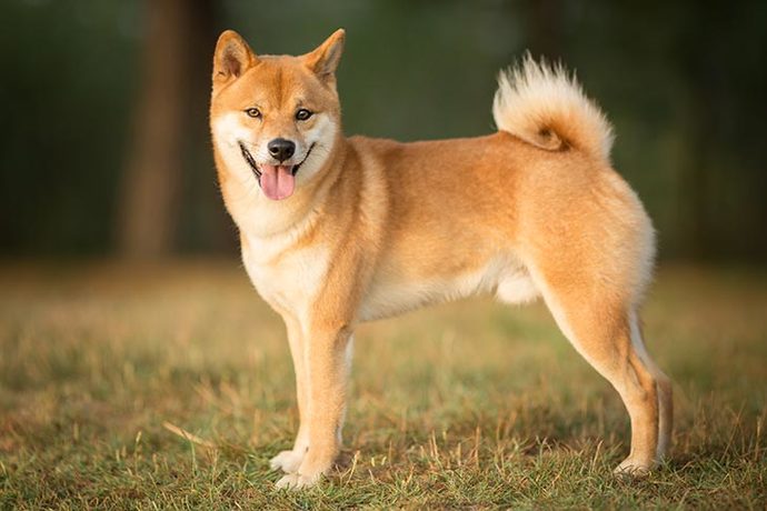 Most popular dog breed part 5?