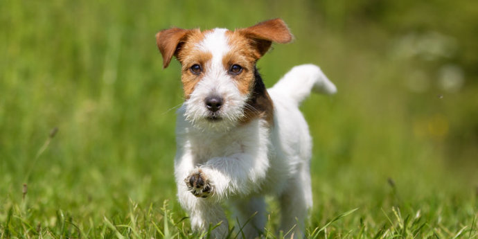 Most popular dog breed part 5?