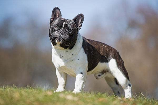 Most popular dog breed part 5?