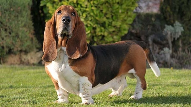 Most popular dog breed part 5?
