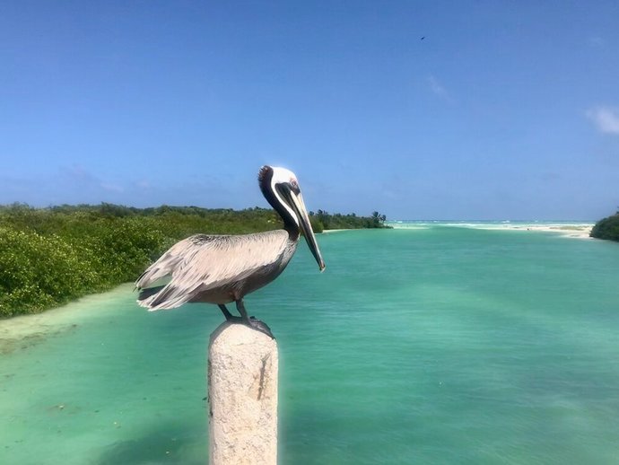 Is Larry Bird a good name for a pet bird?