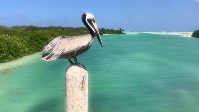 Is Larry Bird a good name for a pet bird?