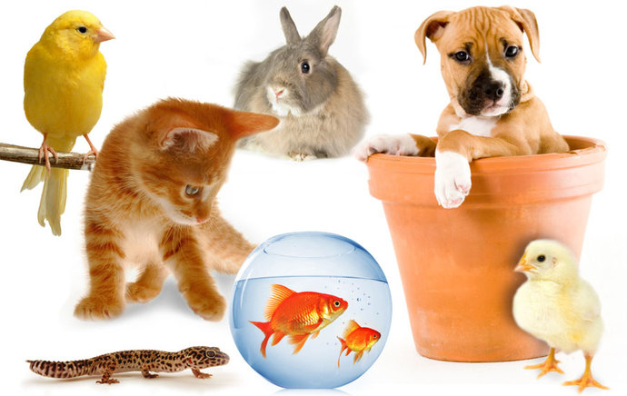 🐹🐰🐱🐶