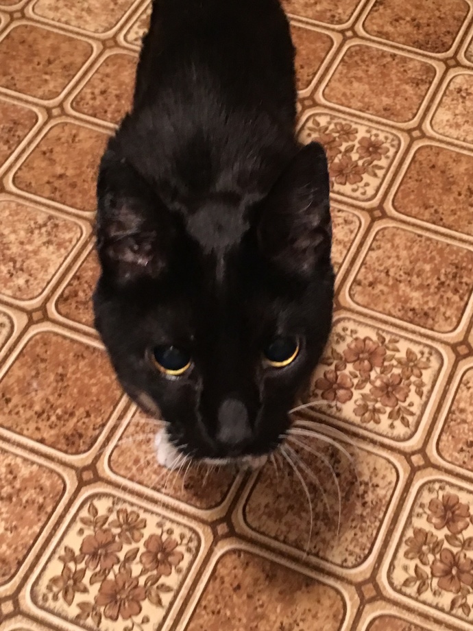 What kind of pets have you owned in your lifetime?