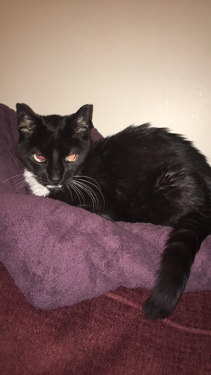 What kind of pets have you owned in your lifetime?