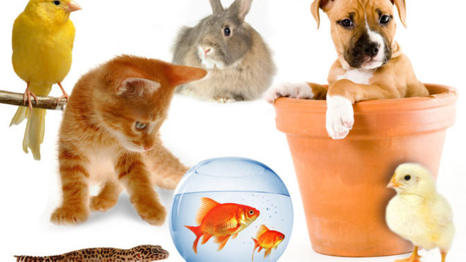 What kind of pets have you owned in your lifetime?
