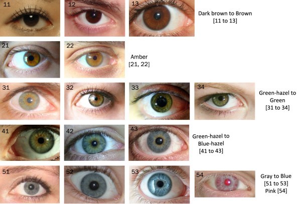 Are my eyes amber color?