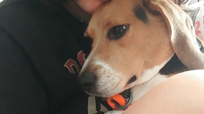 Who agrees that this is truly man's best friend?