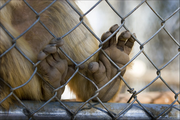 Why do monkeys have 4 hands?