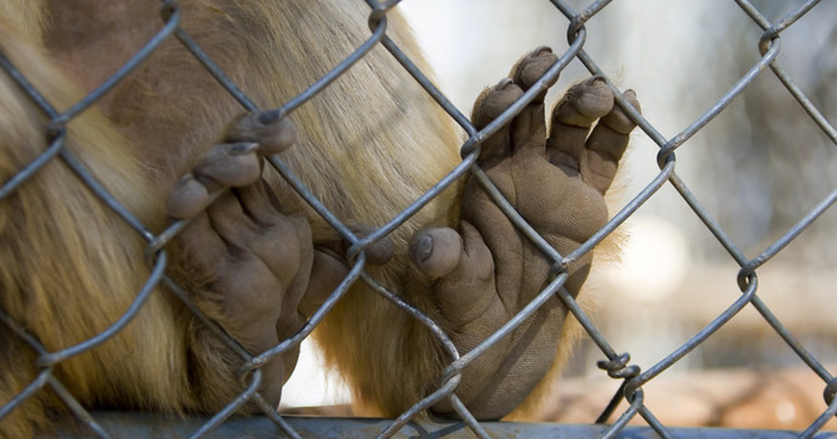 Why do monkeys have 4 hands? - GirlsAskGuys