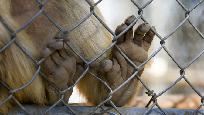 Why do monkeys have 4 hands?