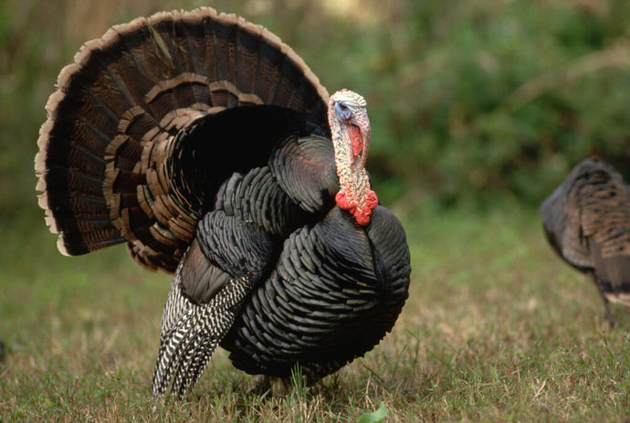If you come to Turkey, what would you like to eat?