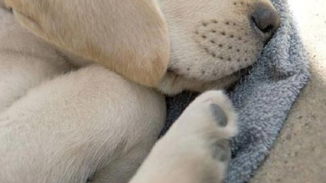Would you let this little guy sleep on your lap?