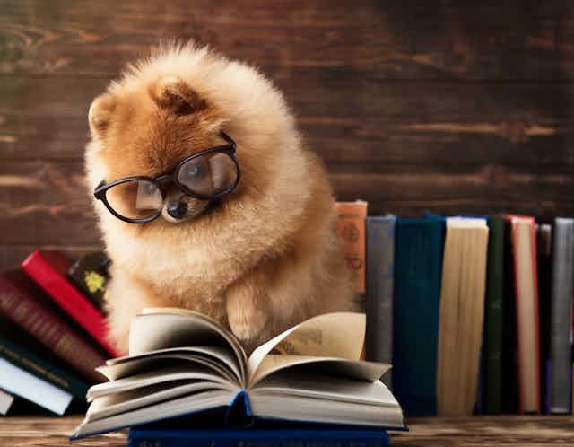 Should dogs find religion?