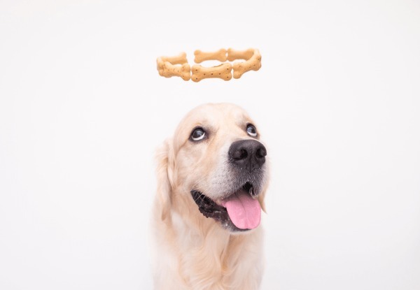 Should dogs find religion?