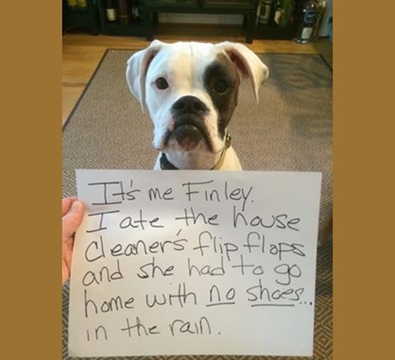 Should dogs find religion?