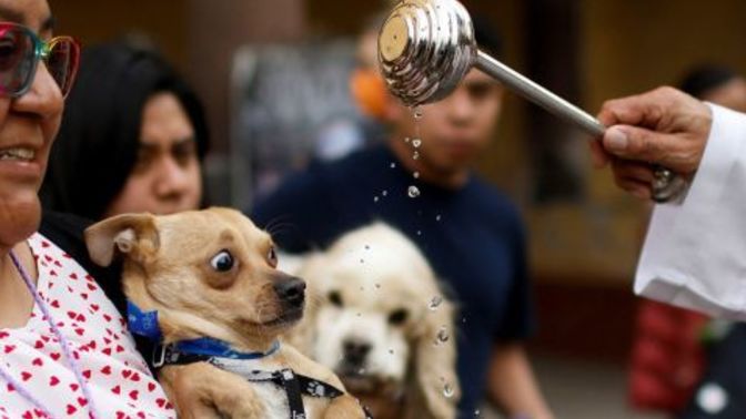 Should dogs find religion?
