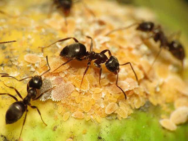 Do you experience guilt when you kill insects?