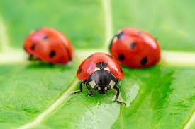 Do you experience guilt when you kill insects?