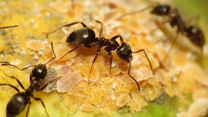 Do you experience guilt when you kill insects?