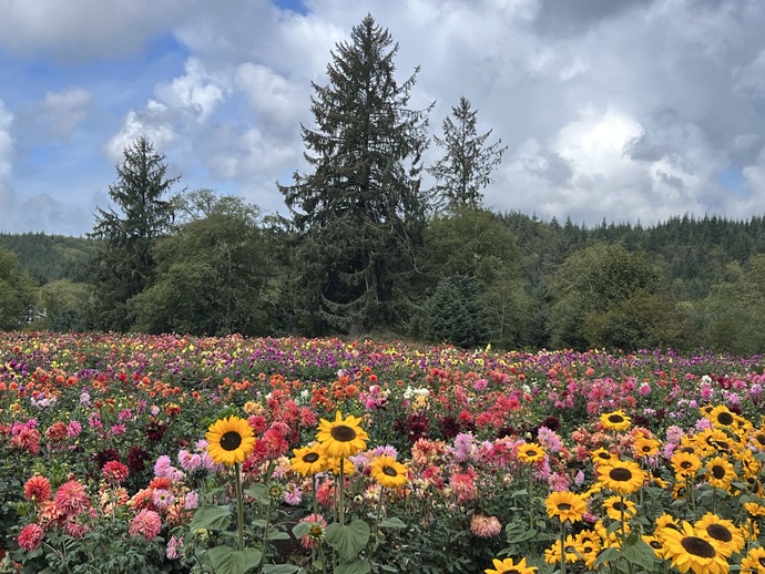 What flowers do you like? GirlsAskGuys