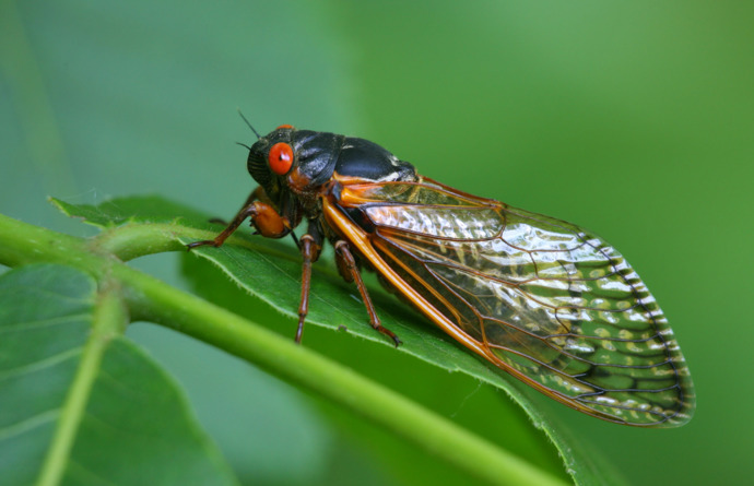 Cicada on a Leaf