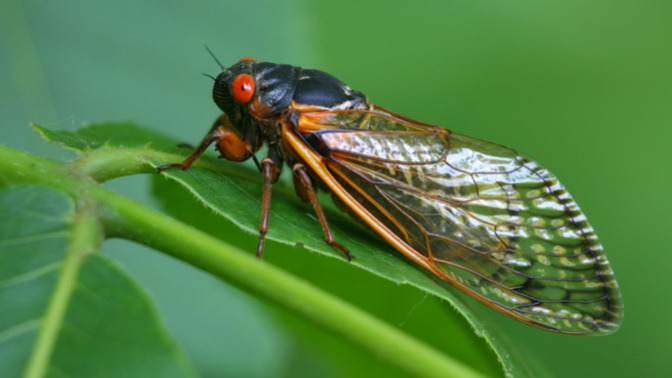 Are you prepared for the CICADA NOISE this Spring?