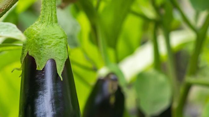 Do you eat Aubergine? What meals do you make of it?
