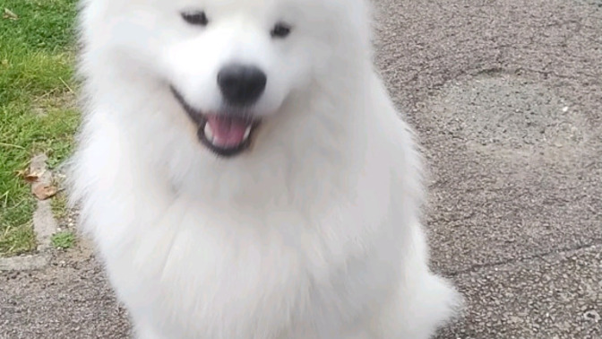 Girls, Please can everyone say happy birthday to snowball she turned 5 yesterday?