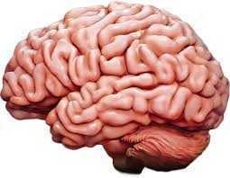 Are we just a bunch of brains with armor?