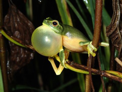 AMPHIBIAN