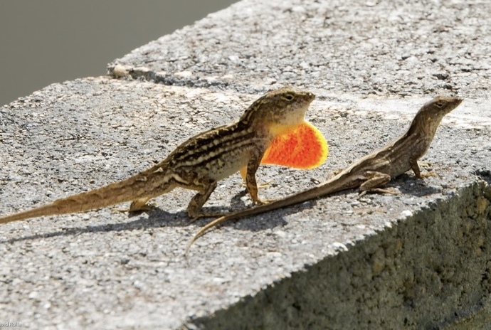 REPTILE