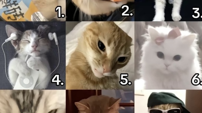 Which kitty are you today?